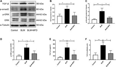 Mefunidone Ameliorates Bleomycin-Induced Pulmonary Fibrosis in Mice